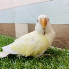 最新画像あります⭐️ほわわ〜ん💛優しい雰囲気にメロメロです😍コザクラインコ（クリームルチノー）