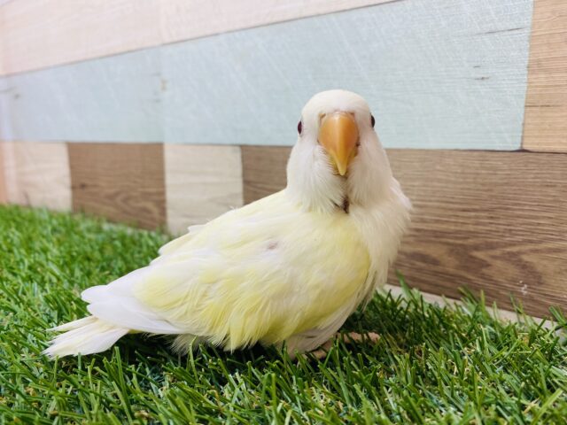 最新画像あります⭐️ほわわ〜ん💛優しい雰囲気にメロメロです😍コザクラインコ（クリームルチノー）