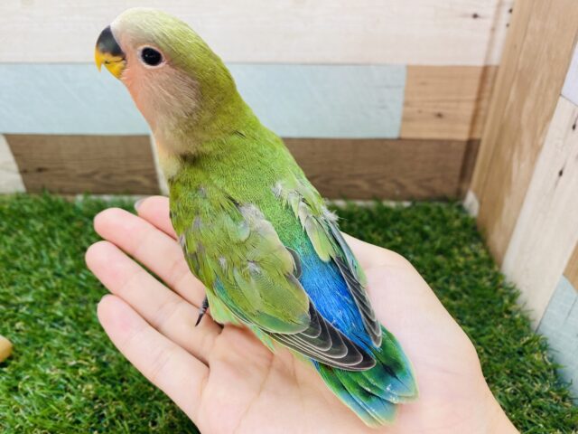 コザクラインコ（小桜インコ）