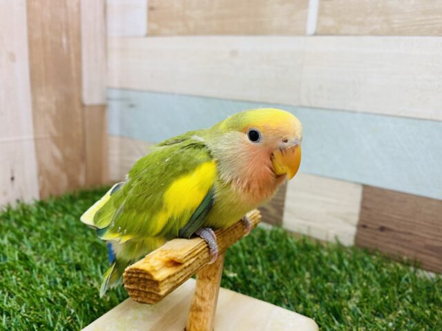 コザクラインコ（小桜インコ）