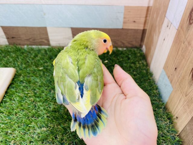 コザクラインコ（小桜インコ）