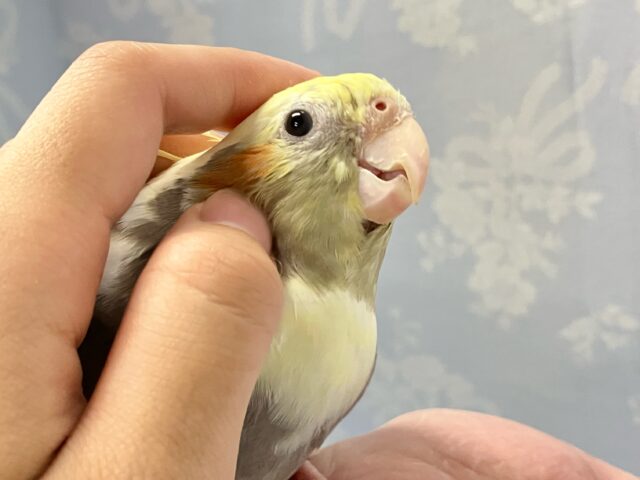 オカメインコ