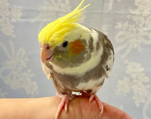 オカメインコ