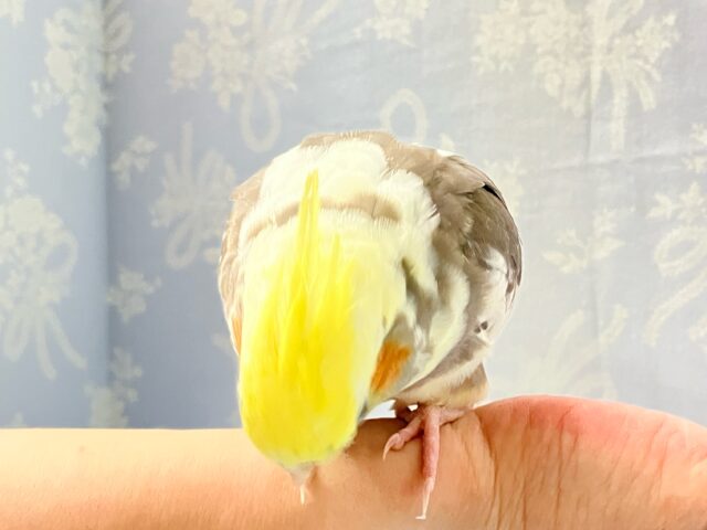 オカメインコ