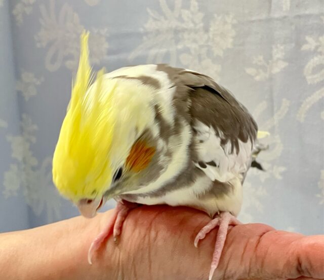 オカメインコ