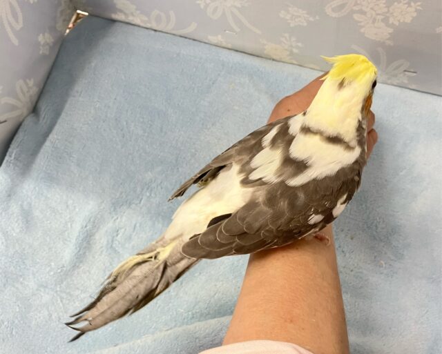 オカメインコ