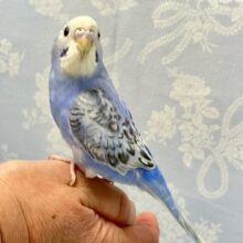 ✨️最新画像✨️ヒョウ柄？！オシャレトレンド把握済み！👗✨🩵セキセイインコ(ブルースパングル) 2024年5月生まれ