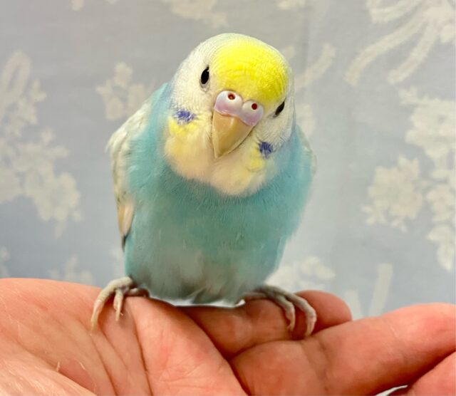 ✨️最新画像✨️淡くて綺麗🫧セキセイインコ(パステルレインボースパングル) 2024年5月生まれ