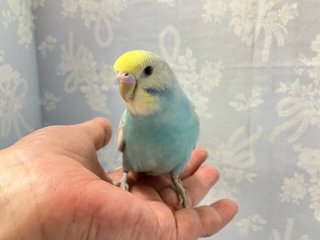 ✨️最新画像✨️淡くて綺麗🫧セキセイインコ(パステルレインボースパングル) 2024年5月生まれ セキセイインコ