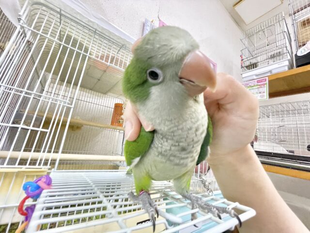 オキナインコ