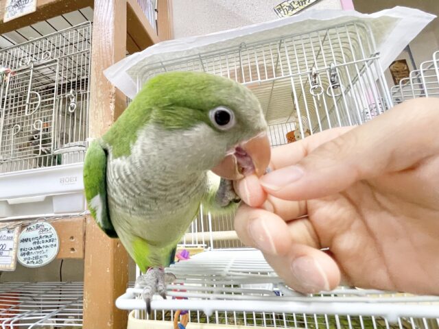 オキナインコ