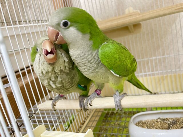 オキナインコ