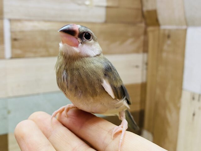 最新画像有ります⭐️大きなお口でアピール上手☀️定番人気な桜文鳥🌸