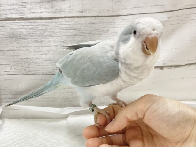 オキナインコ