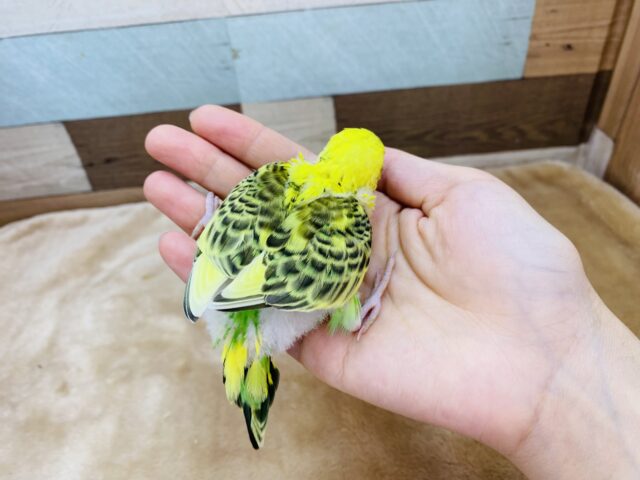 セキセイインコ