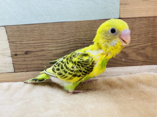 セキセイインコ