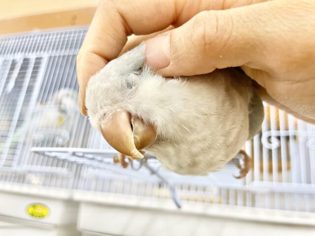 オキナインコ