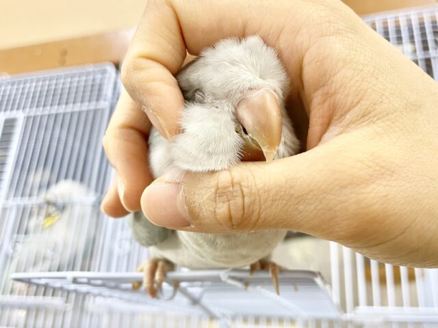 オキナインコ