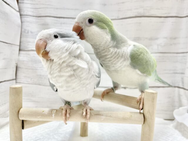 オキナインコ