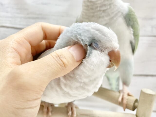 オキナインコ