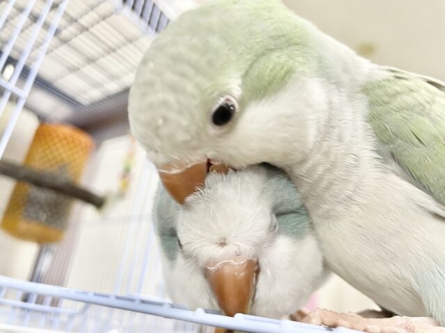 オキナインコ