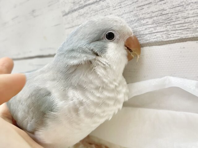 オキナインコ