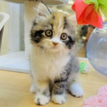 期待の新星⭐️ニャンコアイドルズのサイベリアンちゃん♡