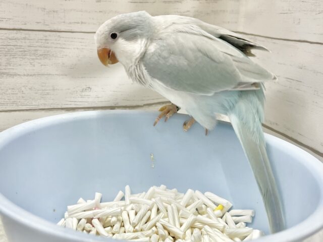 オキナインコ