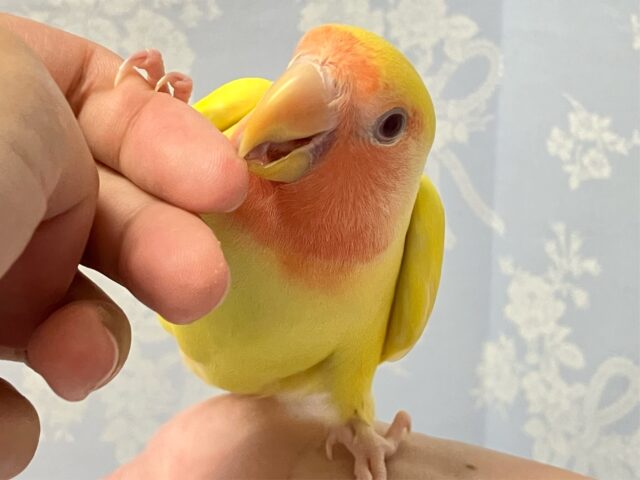 コザクラインコ（小桜インコ）