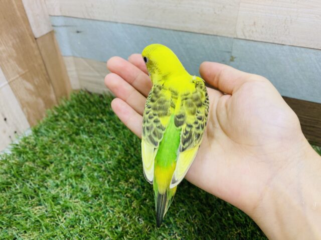 セキセイインコ