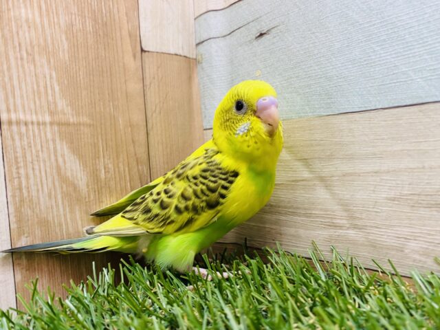 セキセイインコ