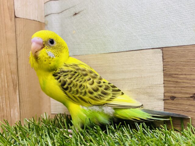 最新画像有り❗️模様が多めでワイルドだろ〜😎✨セキセイインコのハルクイン❗️