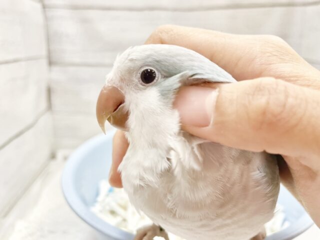 オキナインコ