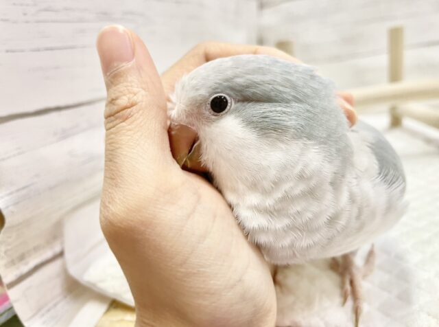 オキナインコ