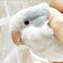 最新画像あり！動画あり！究極の丸顔🩵オキナインコ（ブルーパリド）