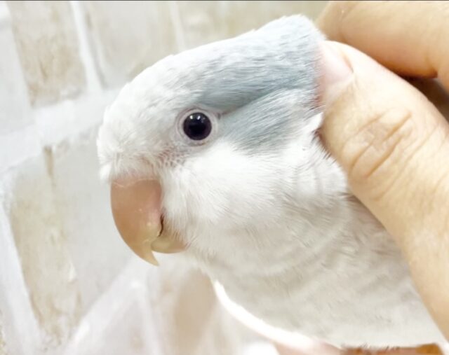 最新画像あり！動画あり！究極の丸顔🩵オキナインコ（ブルーパリド）