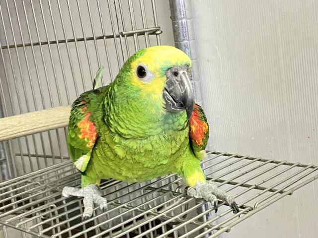 挨拶大好き⁉️おはよー！こんにちはー！！🤩アオボウシインコ 男の子 2023年5月生まれ