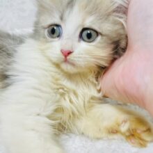 メロメロになっちゃうこと間違いなし❕あざとかわいいラガマフィンちゃん🩵