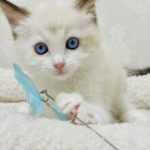 元気いっぱいわんぱくガール！ラグドールの女の子🐈‍⬛♩