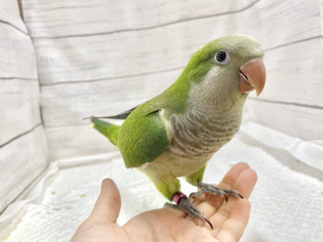 オキナインコ