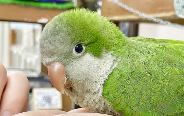 最新画像あり！ビッグサイズ💚🥺　オキナインコ　グリーン