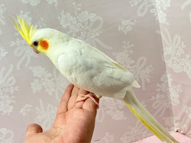 オカメインコ