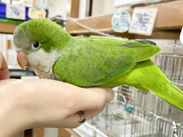 オキナインコ