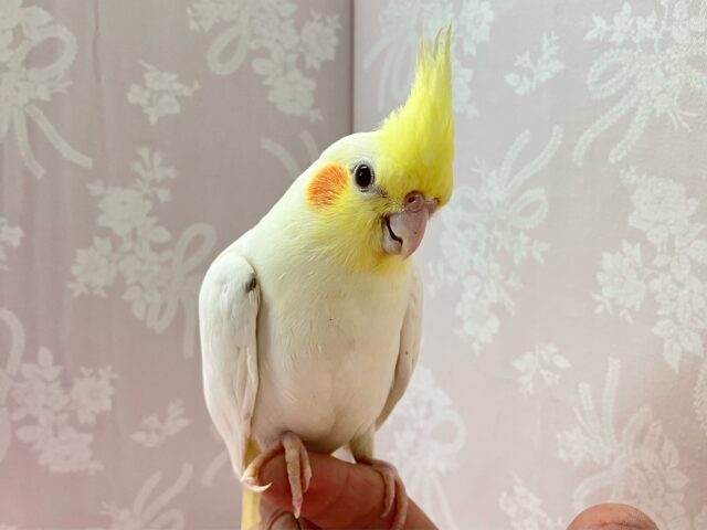 ✨️最新画像✨️スラッと真っ白ボディな元気っ子💪🏻✨💛オカメインコ(ルチノー)2024年4月生まれ