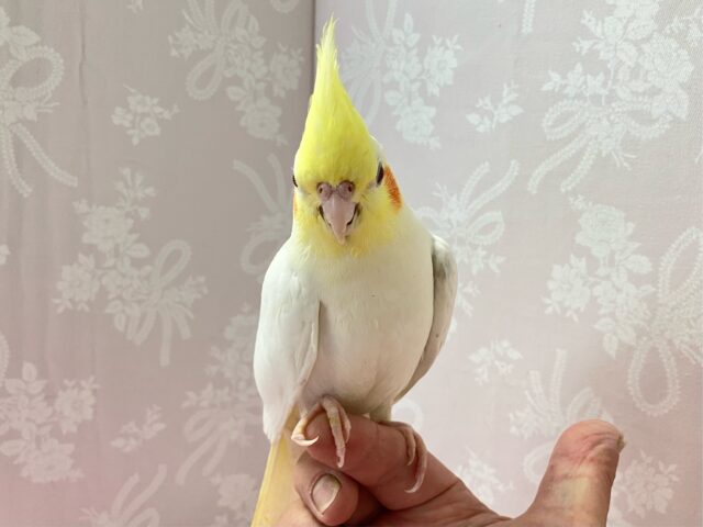 オカメインコ