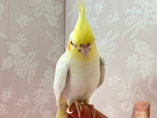 オカメインコ