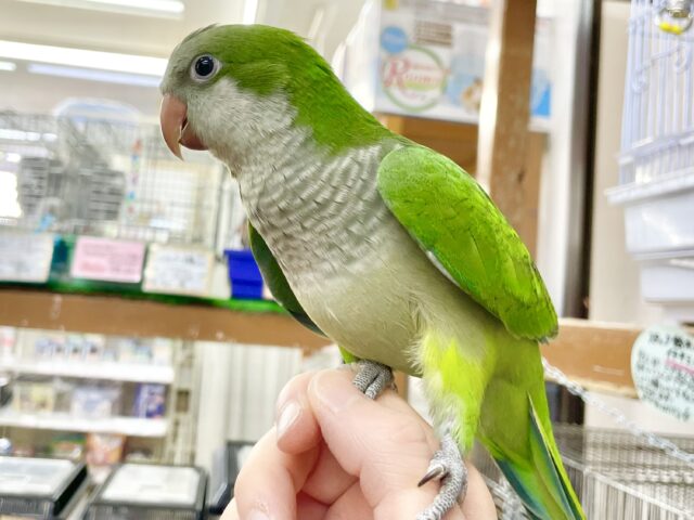 オキナインコ