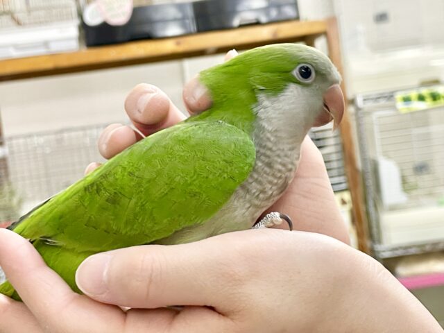 オキナインコ