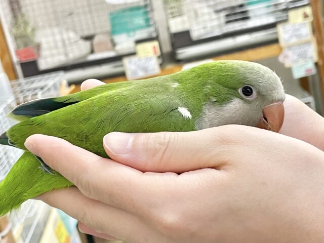 オキナインコ