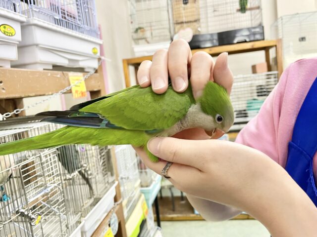 オキナインコ